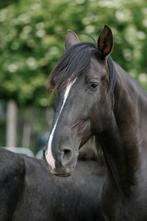Crossbreeding fokprogramma, Hengst