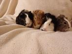 Superlieve jonge cavia's, Dieren en Toebehoren, Knaagdieren, December, Mannelijk, Cavia