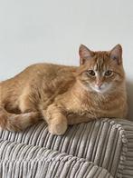 Thuis gezocht voor 2 poezen, Dieren en Toebehoren, Poes, Ontwormd, 6 jaar of ouder