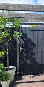 Sering op stam paars, Ophalen, Overige soorten, Halfschaduw