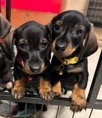 Mooie lieve dwergteckel pups, Dieren en Toebehoren, Honden | Teckels en Dashonden, Reu, CDV (hondenziekte), 8 tot 15 weken, Korthaar