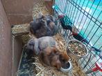 Zes leuke jonge konijnen, hangoor konijn, Dieren en Toebehoren, Konijnen, Meerdere dieren, Klein, Hangoor, 0 tot 2 jaar
