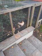 Gratis 2 krielhanen, Dieren en Toebehoren, Pluimvee