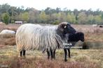 Gezocht Heidesnucken ooien, Dieren en Toebehoren, Vrouwelijk, Schaap