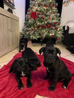 ✨Cane Corso pups, ze mogen het nest verlaten!✨, Dieren en Toebehoren, België, Particulier, Overige rassen, 8 tot 15 weken