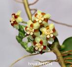 Hoya AH 014 nr 2, Overige soorten, In pot, Minder dan 100 cm, Bloeiende kamerplant