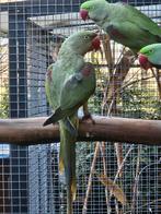 Rec grijsgroene alexanderparkiet, Dieren en Toebehoren, Vogels | Parkieten en Papegaaien, Mannelijk, Papegaai, Geringd