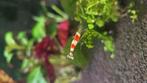Crystal red / Tijger garnaal op kraanwater, Dieren en Toebehoren, Vissen | Aquariumvissen, Kreeft, Krab of Garnaal, Zoetwatervis