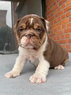 engelse bulldog pup, Dieren en Toebehoren, België, Rabiës (hondsdolheid), 8 tot 15 weken, Teef