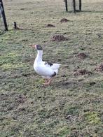 Gans, Dieren en Toebehoren, Pluimvee, Mannelijk, Gans of Zwaan