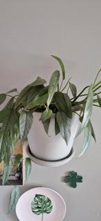 Gewortelde stekken Epipremnum Cebu blue, Huis en Inrichting, Kamerplanten, Overige soorten, Minder dan 100 cm, Groene kamerplant