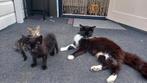 2 mooie kittens, Dieren en Toebehoren, Poes
