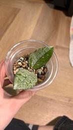 Hoya wilbur graves 5, Huis en Inrichting, Kamerplanten, Ophalen of Verzenden, Halfschaduw, Minder dan 100 cm