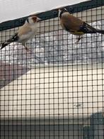 Wildzangvogels, Meerdere dieren, Wildzangvogel, Geringd