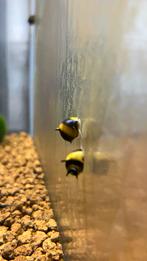 Clithon Diadema yellow horn snail, Slak of Weekdier