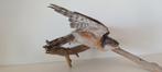 Opgezette Sperwer - Prachtig Taxidermie Exemplaar, Ophalen of Verzenden