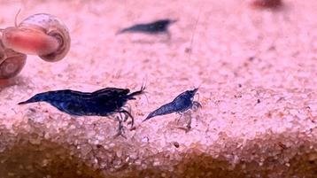 Mooie jonge blauwe neocaridina garnalen beschikbaar voor biedingen