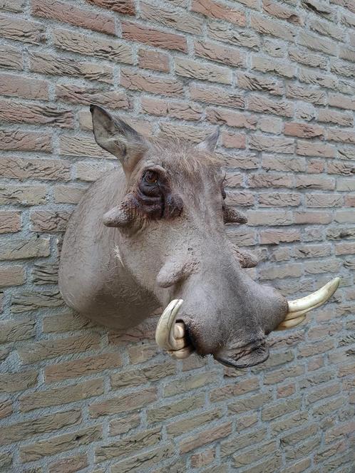 Opgezette kop wrattenzwijn taxidermy afrika schedel jacht, Verzamelen, Dierenverzamelingen, Gewei of Kop, Wild dier, Ophalen