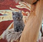 Britse X Perzische Kittens, Meerdere dieren, Ingeënt