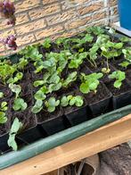 Aardbei stekjes te koop!, Tuin en Terras, Planten | Tuinplanten, Volle zon, Vaste plant, Ophalen of Verzenden, Fruitplanten