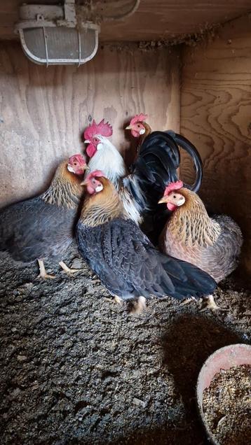 Haan met 4 hennen beschikbaar voor biedingen