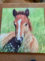 Schilderijen paard, Huis en Inrichting, Woonaccessoires | Schilderijen, Tekeningen en Foto's, Ophalen, Schilderij, Minder dan 50 cm