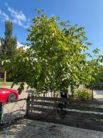 Walnoten boom, Tuin en Terras, Ophalen of Verzenden, 250 tot 400 cm, Walnotenboom