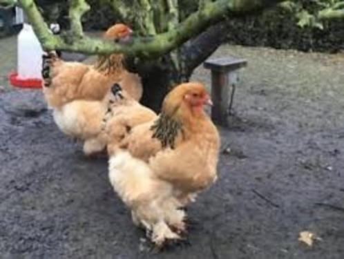 Brahma kippen, Dieren en Toebehoren, Pluimvee, Kip, Vrouwelijk