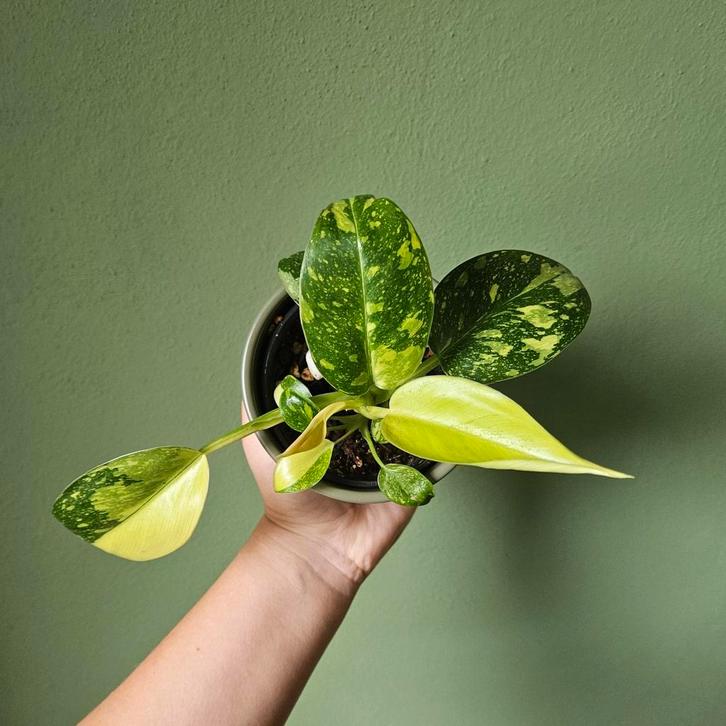 Philodendron Green Congo variegata, Huis en Inrichting, Kamerplanten, Overige soorten, Minder dan 100 cm, Ophalen of Verzenden
