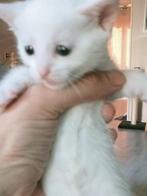 3 Prachtige kittens Turkse Angora x Bengaal te reserveren, Dieren en Toebehoren, Katten en Kittens | Raskatten | Korthaar, Meerdere dieren