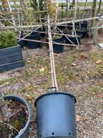 Lei linden 3 stuks in pot €300,00samen, Leiboom, Ophalen of Verzenden, 100 tot 250 cm, Zomer