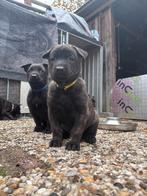 Hollandse / Mechelse herder pups, 8 tot 15 weken, Meerdere, Meerdere dieren, Herder