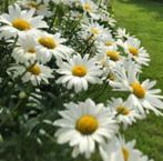 Margriet Alaska plantjes, Volle zon, Vaste plant, Zomer, Ophalen