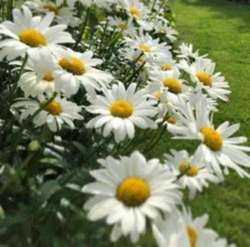 Margriet Alaska plantjes, Tuin en Terras, Planten | Tuinplanten, Vaste plant, Overige soorten, Volle zon, Zomer, Ophalen