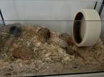Hamster plus kooi, Hamster, Februari, Mannelijk, Tam