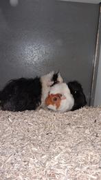 Huisje gezocht  voor lieve cavia's, Dieren en Toebehoren, Knaagdieren, Cavia, Februari, Mannelijk, Tam