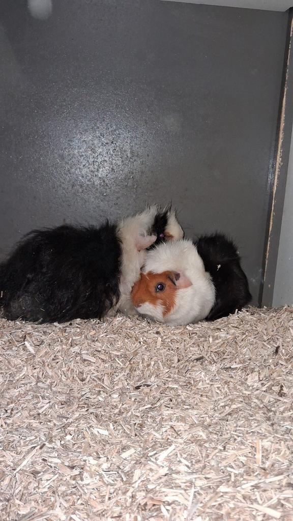 Spoedig huisje gezocht  voor lieve cavia's, Dieren en Toebehoren, Knaagdieren, Mannelijk, Cavia, Februari, Tam