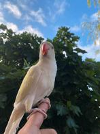 Supper tamme halsbandparkiet!! Cremino, Dieren en Toebehoren, Vogels | Parkieten en Papegaaien, Geslacht onbekend, Parkiet, Geringd