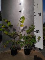 Tilia Cordata - Linde, In pot, Lente, Overige soorten, Volle zon