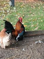 Prachtige Serama haan 2025 GRATIS, Dieren en Toebehoren, Mannelijk, Kip