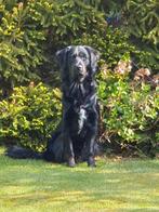 Aangeboden  ter dekking  prachtige dekreu, Dieren en Toebehoren, Honden | Retrievers, Spaniëls en Waterhonden, 1 tot 2 jaar, Eén hond