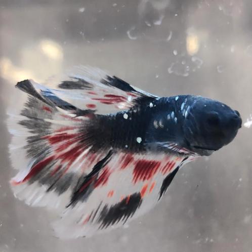 Betta splendens man, Dieren en Toebehoren, Vissen | Aquariumvissen