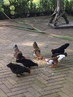 Serama kipjes, Dieren en Toebehoren, Vrouwelijk, Kip