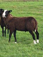 Mooie zwartbles dekrammen., Dieren en Toebehoren, Schapen, Geiten en Varkens, Meerdere dieren, Schaap