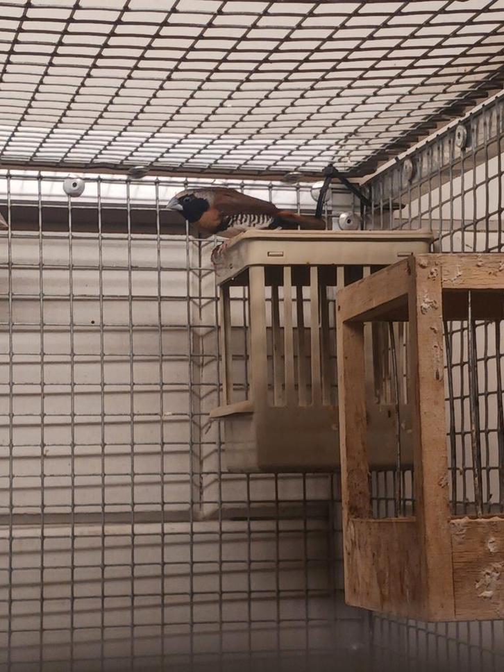 Gezocht dwergrietvink man, Dieren en Toebehoren, Vogels | Overige Vogels, Tropenvogel, Mannelijk, Geringd