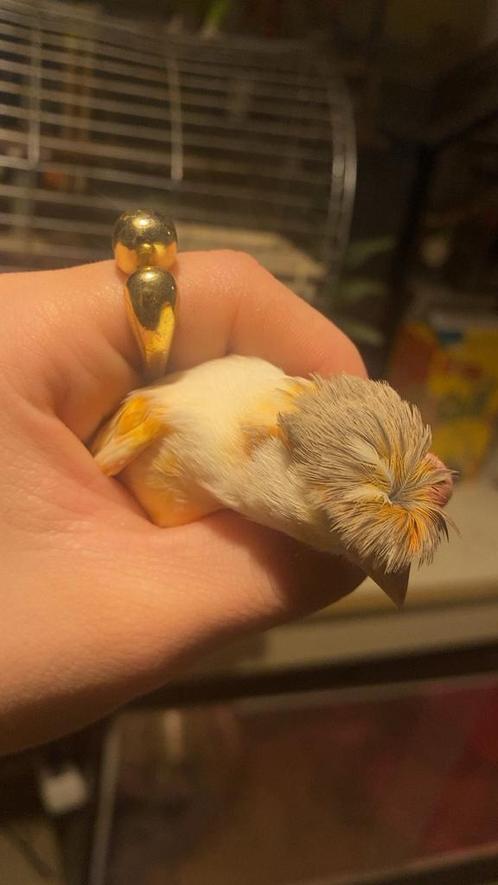 Harlekijn Kanarie koppel, Dieren en Toebehoren, Vogels | Kanaries, Meerdere dieren