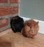 Nog 2 beertjes beschikbaar!, Dieren en Toebehoren, Cavia, Meerdere dieren, Tam, Oktober