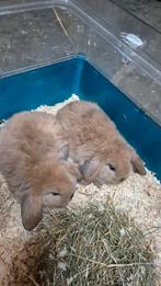 Lieve tamme hangoor konijntjes, konijnen, Dieren en Toebehoren, Konijnen, Meerdere dieren, Hangoor, 0 tot 2 jaar