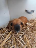 2 lieve cavia's, Dieren en Toebehoren, Knaagdieren, Meerdere dieren, Cavia, Voor 1 juli 2024, Tam