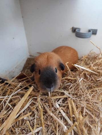 2 lieve cavia's   beschikbaar voor biedingen